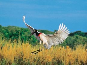 Projeto Bichos do Pantanal pretende incentivar preservao da fauna pantaneira