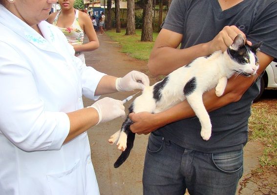 Vacinao contra raiva continua at o dia 17; meta  atingir 88 mil animais