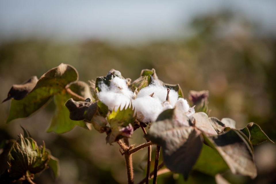 Mato Grosso produz cerca de 70% do algodo sustentvel do pas e lidera setor: 'seguimos como referncia'