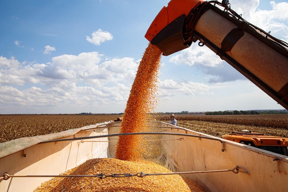 Exportaes de milho crescem 40% e MT consolida posio no mercado internacional