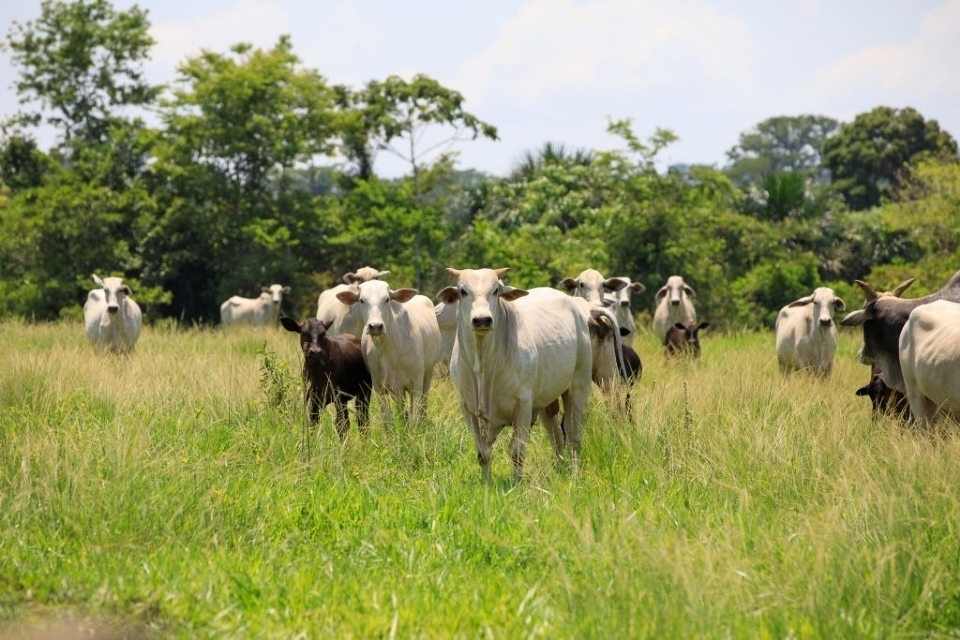 Mato Grosso produziu mais de 949 mil toneladas de carne bovina no primeiro semestre deste ano