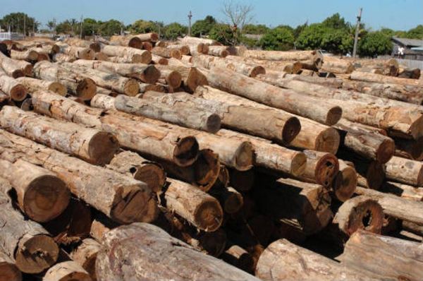 Base florestal defende fim da necessidade de identificao de madeira colhida em Mato Grosso