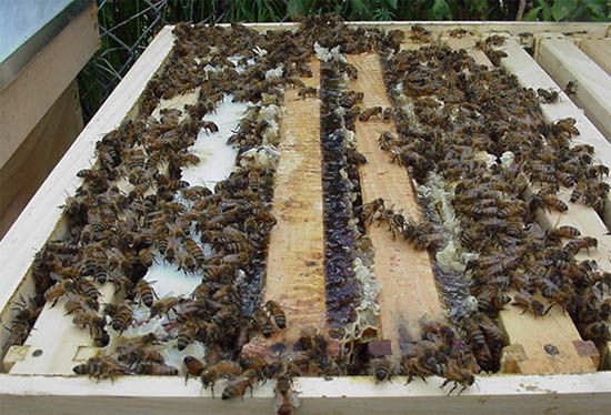 Produtos de origem animal, como o mel da abelha, so regulados por lei que vigora desde 1952