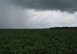 Excesso de chuvas reduz produo de soja em Mato Grosso, diz Conab