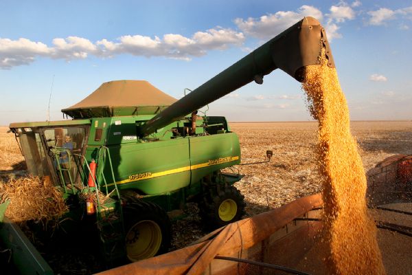 Chuvas abundantes elevam estimativa de produtividade do milho das lavouras de MT