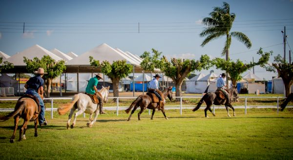 Exposio Morfologia de Cavalos Crioulos em Mato Grosso ir credenciar animais para final nacional