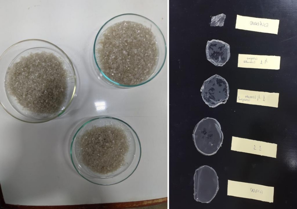 Pesquisadoras desenvolvem material biodegradvel de amido e colgeno de peixe que pode substituir plstico sinttico