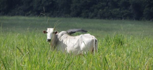 Pastagens renovadas pelas chuvas contribui para engorda do gado e queda nos preos da carne