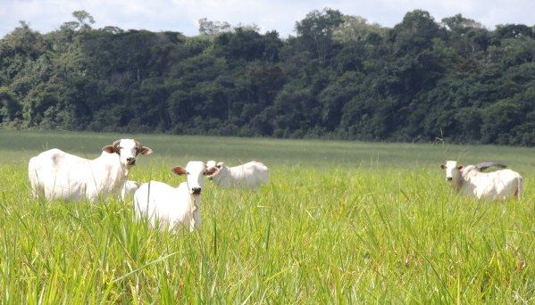 para garrotes e novilhas de 18 meses os preos tambm esto mais caros no Estado