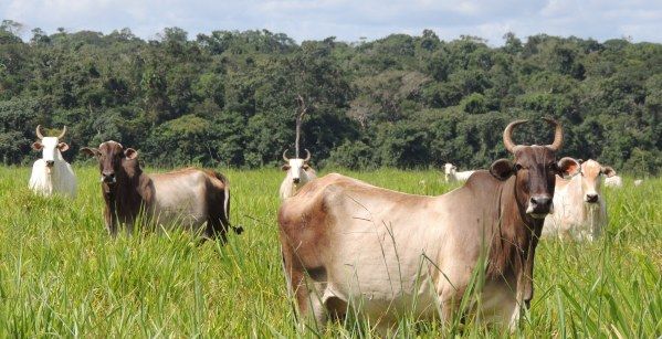 Pecuaristas devem ofertar menos vacas para abate fazendo o preo subir no mercado