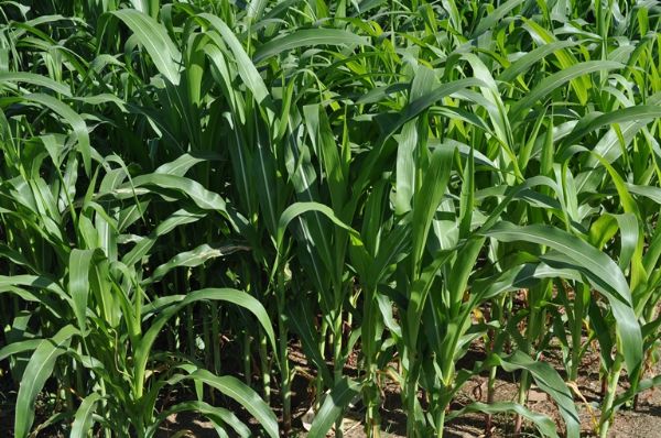 Nova safra de milho faz preos recuarem at 26% em uma semana