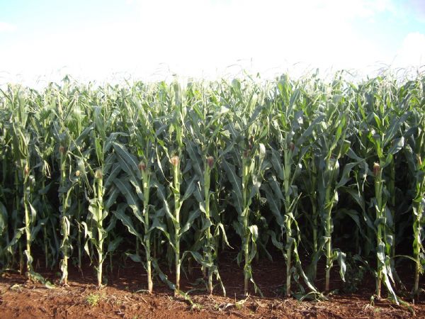 Colheita de milho atinge 4,3% em Mato Grosso e preos podem cair ainda mais