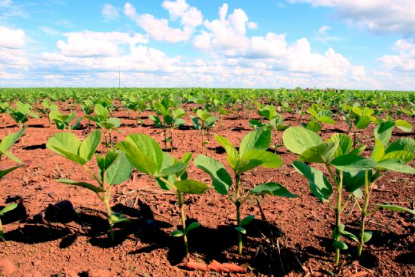 Plantio da soja em Mato Grosso  prorrogado para 15 de janeiro