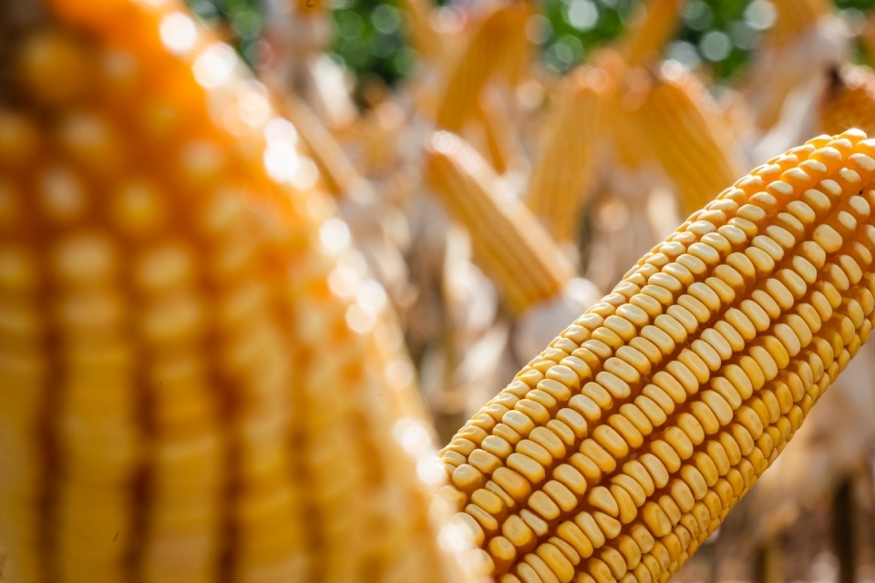 Condies climticas e bom desenvolvimento dos gros favorecem aumento da produtividade do milho em MT