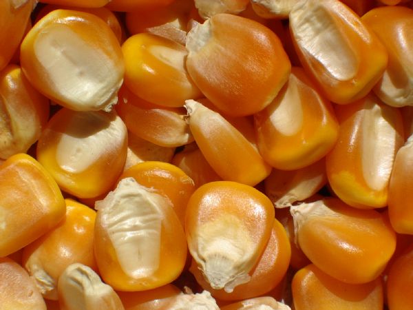 Produo de milho ser 2 milhes de toneladas maior que 2011/12