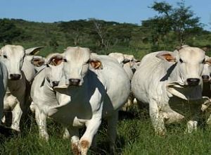 China e frica do Sul barram importaes de carne bovina brasileira aps 'vaca louca'