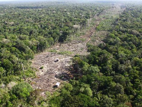 Mato Grosso foi recordista em crimes contra o meio ambiente