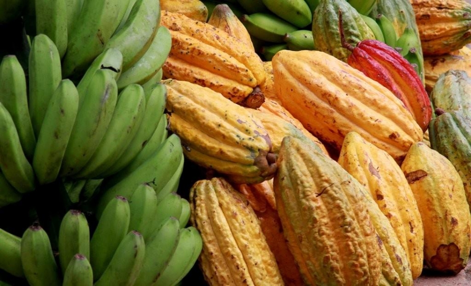 Agricultores familiares transformam reas de pastagens improdutivas e degradadas em plantaes de cacau e banana