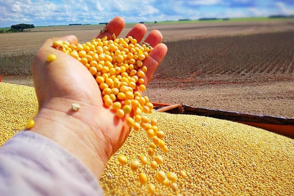 Desvalorizao do real frente ao dlar beneficia produtor rural com venda de commodities, avalia professor