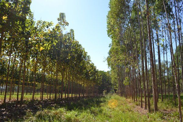 Estudo do IMEA aponta que plantio de florestas pode ser alternativa rentvel para produtor de MT