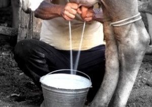 Agricultura familiar voltada para o setor lcteo recebe incentivos
