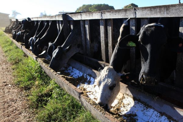 Governo de MT ir distribuir mil novilhas prenhas para fomentar cadeia produtiva de leite no estado;  envie propostas 
