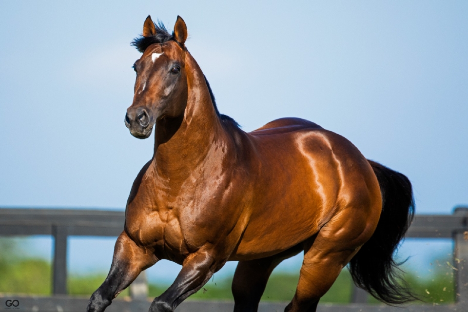 Haras de Wesley Safado compra gentica de cavalo de raa de criador de Mato Grosso