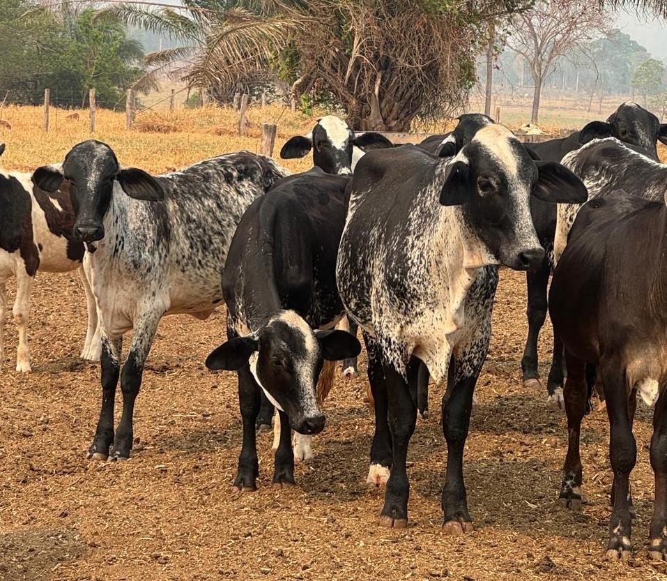 Novilhas do projeto de transferncia de embries produzem at 200% litros de leite a mais do que mdia do Estado