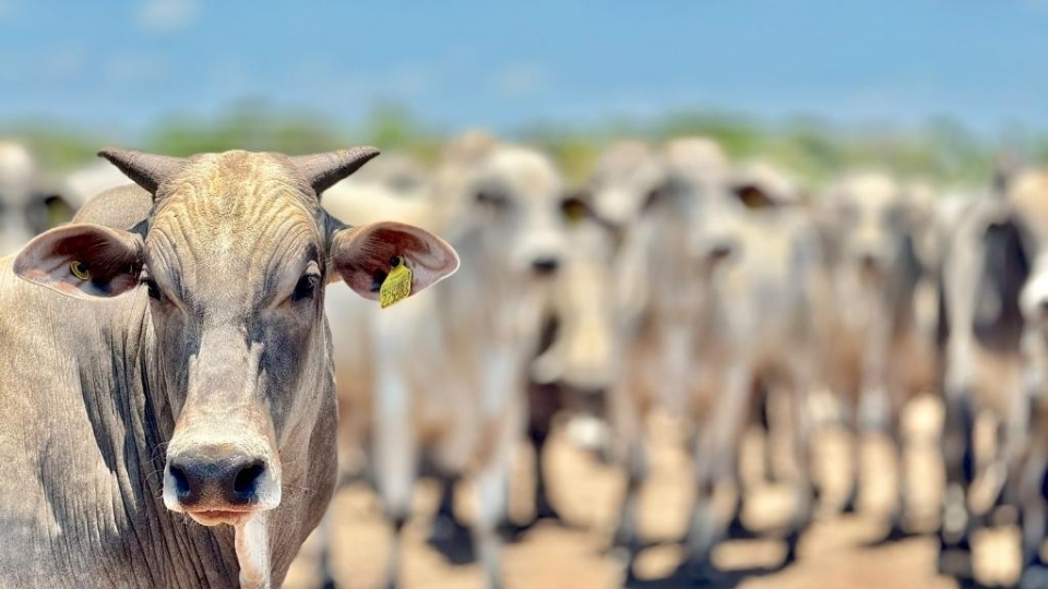 Mato Grosso bate recorde histrico e envia mais de sete milhes de cabeas de gado para frigorficos