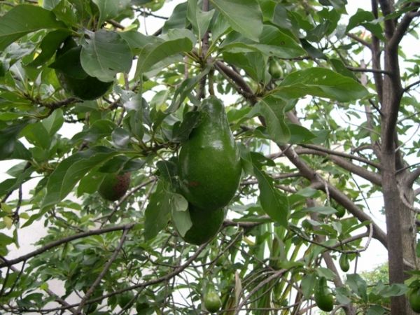 Fruto de origem tropical , o abacate  de fcil manejo e de valor baixo para consumo