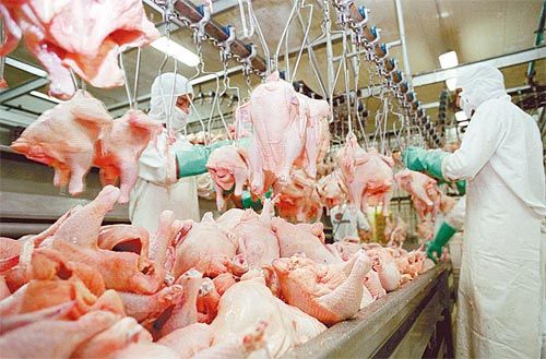 Abate de frangos cresce 33,2% em Mato Grosso enquanto que no Brasil houve queda