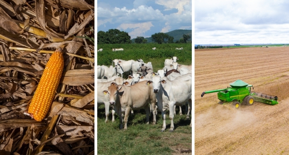 Mato Grosso lidera produo em seis setores do agronegcio brasileiro; veja quais