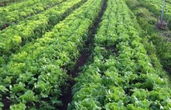 Polo de produo de hortalias, Santo Antnio da Fartura carece de mo de obra, reclama produtor