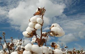 Produo nacional de algodo dever ter incremento de 25%; MT ultrapassa mdia
