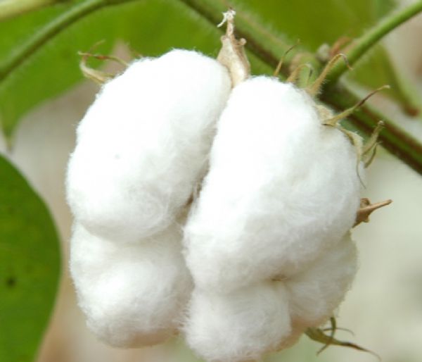 Mato Grosso lidera exportao de algodo e nmeros esto abaixo dos registrados em 2012