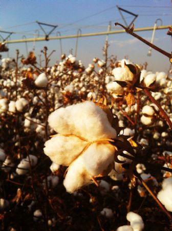 Produtividade do algodo pode cair de 5 a 10% por conta do atraso no plantio em MT