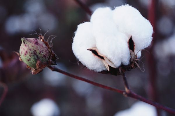 Demanda nacional por algodo est aquecida mas exportaes ainda caminham lentas