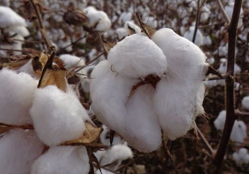 Colheita do algodo atinge 86,7%; Atraso chega a 6,1 p.p.