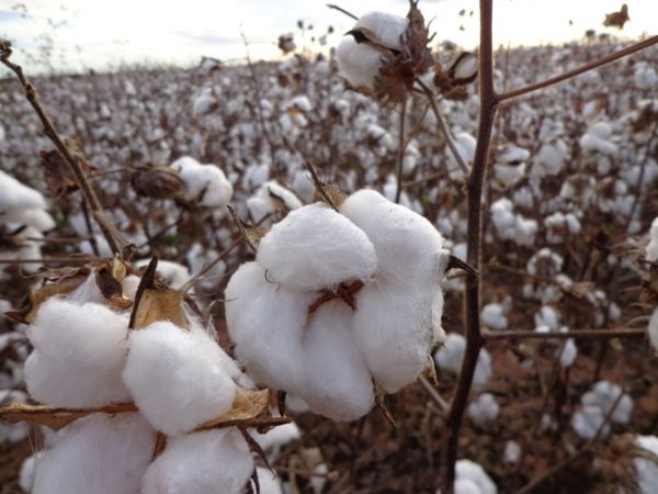 Colheita nas lavouras de algodo atingem 1,5% da rea