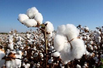 Regio de Campo Verde tem boas expectativas no algodo e deve perder produtividade no milho