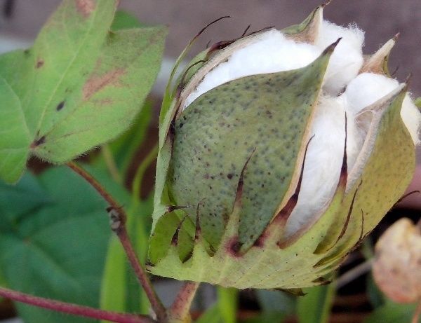 Plantio do algodo avana quase 30% em 20 dias em Mato Grosso