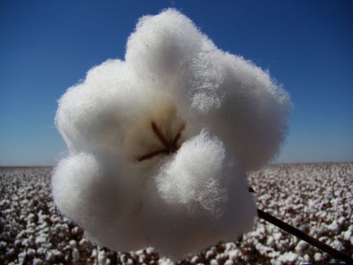 Custo para produzir prxima safra de algodo em Mato Grosso aumenta 13%