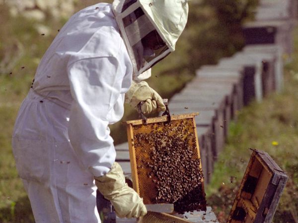 Exposio de produtos naturais derivados da produo do mel marca comemorao do dia do apicultor