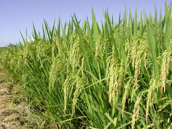 Safra de arroz registra queda de at 20% por causa da estiagem, excesso de chuvas e o granizo