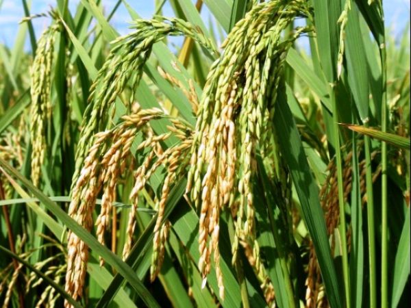 Recuperao de reas permitir aumento do plantio de arroz
