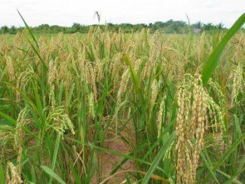 Conab inicia pesquisa de estoques privados de arroz em Mato Grosso