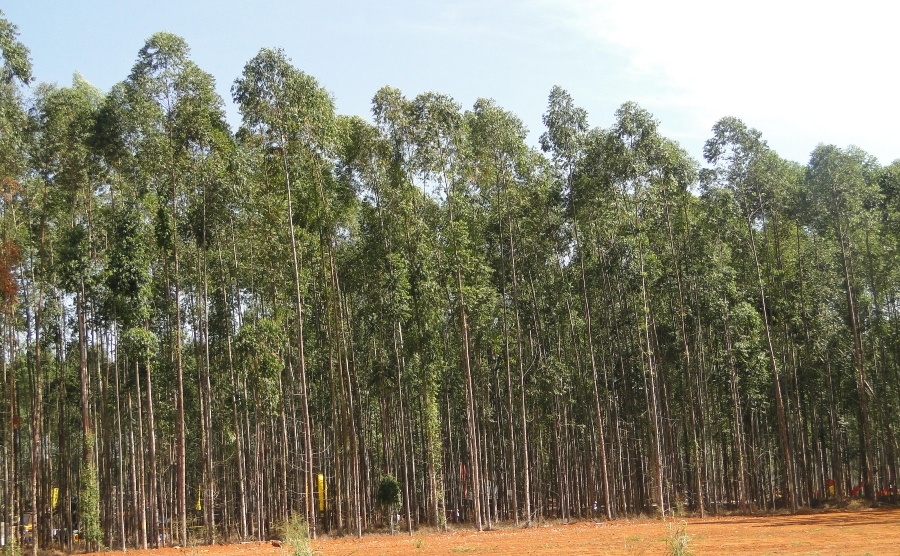 Silvicultores de Mato Grosso no precisam mais de licena ambiental para plantio de rvores destinadas  extrao de celulose