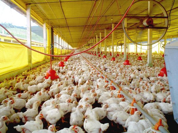 Plano Safra 13/14 dever trazer R$3 bi para avicultura