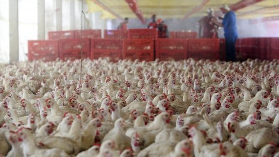 Novos mercados para a avicultura vo garantir competitividade, diz CNA
