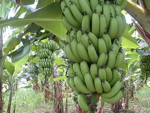 Brasil pode se tornar importador de banana